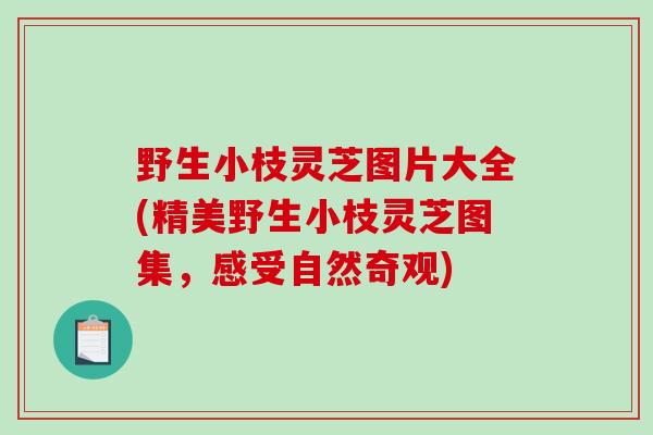 野生小枝灵芝图片大全(精美野生小枝灵芝图集，感受自然奇观)