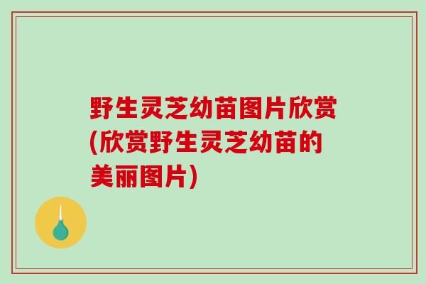 野生灵芝幼苗图片欣赏(欣赏野生灵芝幼苗的美丽图片)