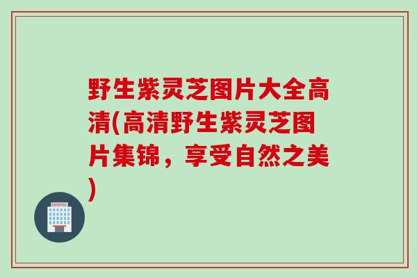 野生紫灵芝图片大全高清(高清野生紫灵芝图片集锦，享受自然之美)