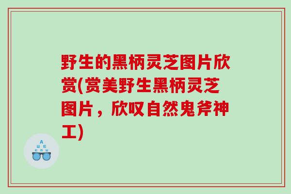 野生的黑柄灵芝图片欣赏(赏美野生黑柄灵芝图片，欣叹自然鬼斧神工)