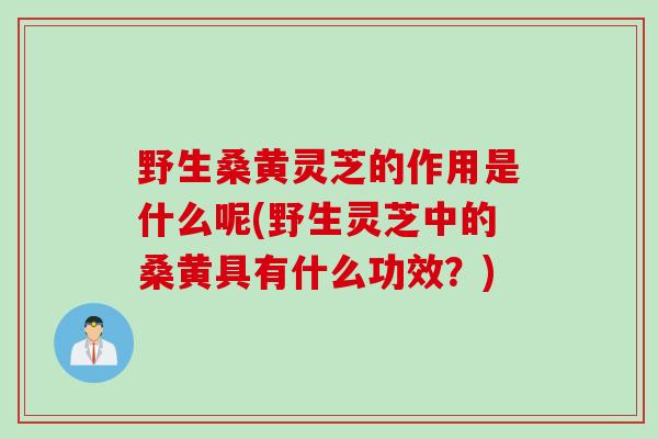 野生桑黄灵芝的作用是什么呢(野生灵芝中的桑黄具有什么功效？)