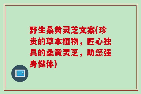 野生桑黄灵芝文案(珍贵的草本植物，匠心独具的桑黄灵芝，助您强身健体)
