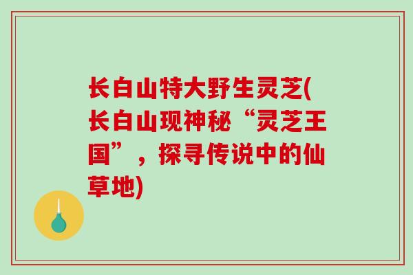 长白山特大野生灵芝(长白山现神秘“灵芝王国”，探寻传说中的仙草地)