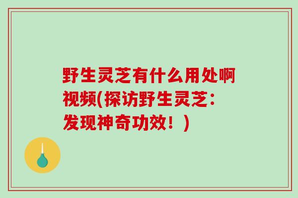 野生灵芝有什么用处啊视频(探访野生灵芝：发现神奇功效！)