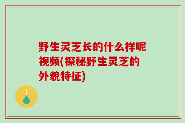野生灵芝长的什么样呢视频(探秘野生灵芝的外貌特征)