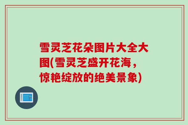 雪灵芝花朵图片大全大图(雪灵芝盛开花海，惊艳绽放的绝美景象)