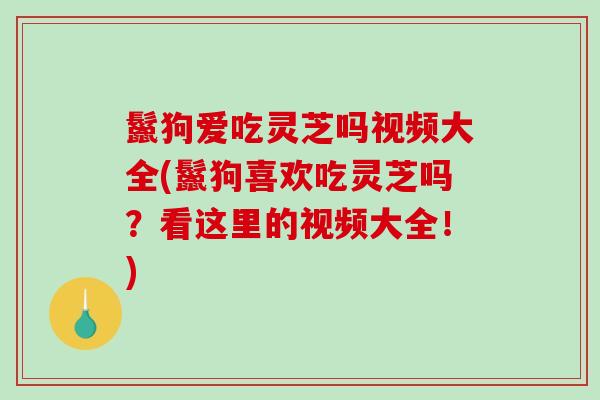 鬣狗爱吃灵芝吗视频大全(鬣狗喜欢吃灵芝吗？看这里的视频大全！)