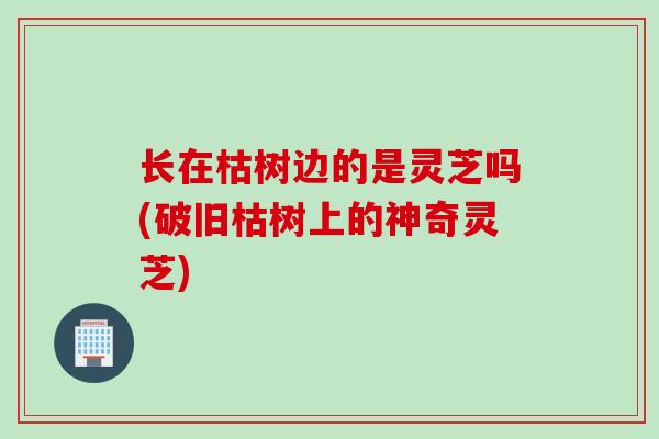 长在枯树边的是灵芝吗(破旧枯树上的神奇灵芝)