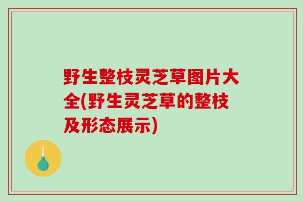 野生整枝灵芝草图片大全(野生灵芝草的整枝及形态展示)