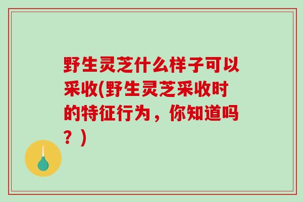 野生灵芝什么样子可以采收(野生灵芝采收时的特征行为，你知道吗？)