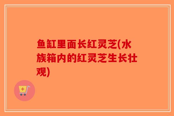 鱼缸里面长红灵芝(水族箱内的红灵芝生长壮观)