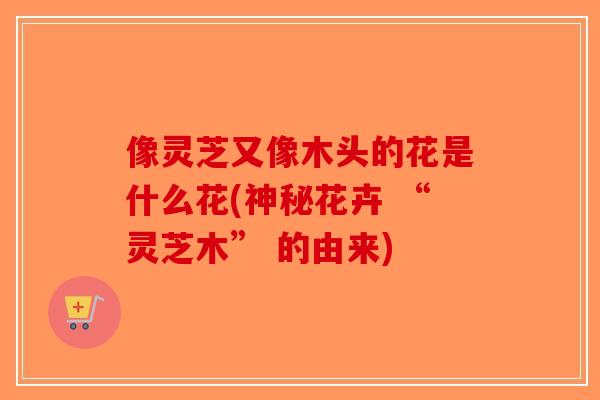 像灵芝又像木头的花是什么花(神秘花卉 “灵芝木” 的由来)