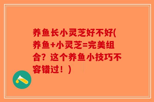 养鱼长小灵芝好不好(养鱼+小灵芝=完美组合？这个养鱼小技巧不容错过！)