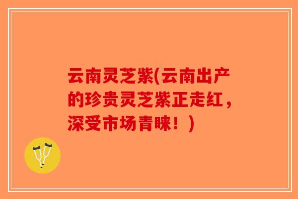 云南灵芝紫(云南出产的珍贵灵芝紫正走红，深受市场青睐！)