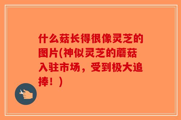 什么菇长得很像灵芝的图片(神似灵芝的蘑菇入驻市场，受到极大追捧！)