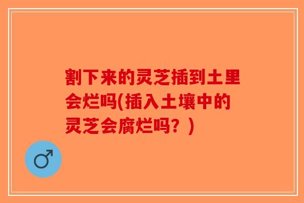 割下来的灵芝插到土里会烂吗(插入土壤中的灵芝会腐烂吗？)