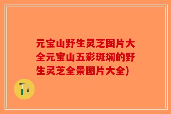 元宝山野生灵芝图片大全元宝山五彩斑斓的野生灵芝全景图片大全)