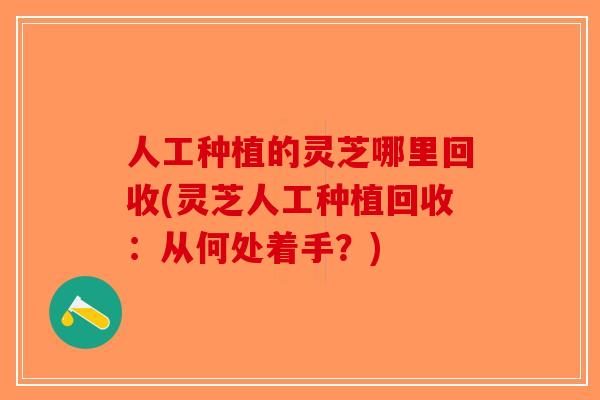 人工种植的灵芝哪里回收(灵芝人工种植回收：从何处着手？)
