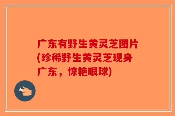 广东有野生黄灵芝图片(珍稀野生黄灵芝现身广东，惊艳眼球)