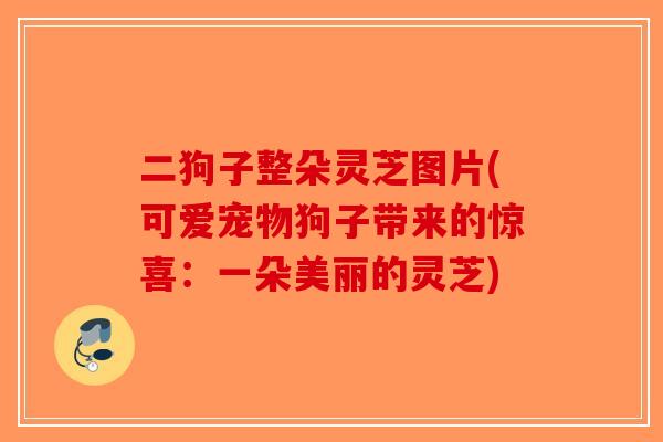二狗子整朵灵芝图片(可爱宠物狗子带来的惊喜：一朵美丽的灵芝)