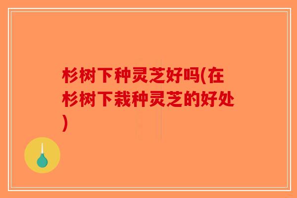 杉树下种灵芝好吗(在杉树下栽种灵芝的好处)